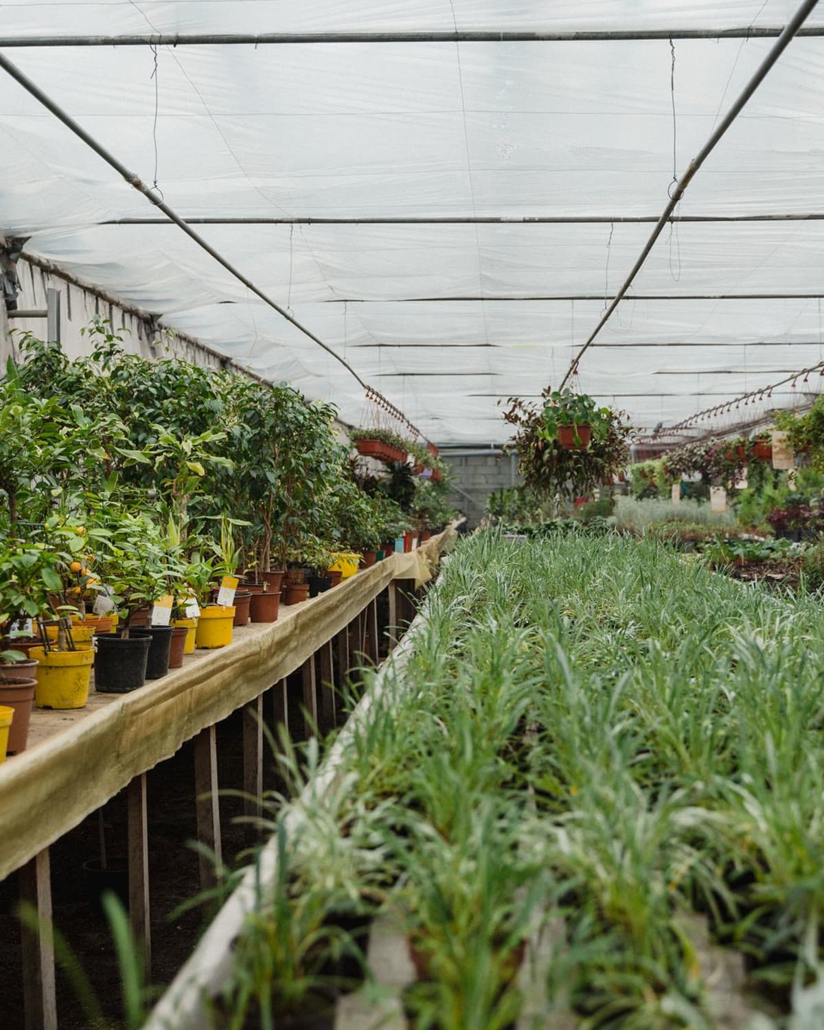 Interior de invernadero con hileras de plantas a ambos lados del pasillo central