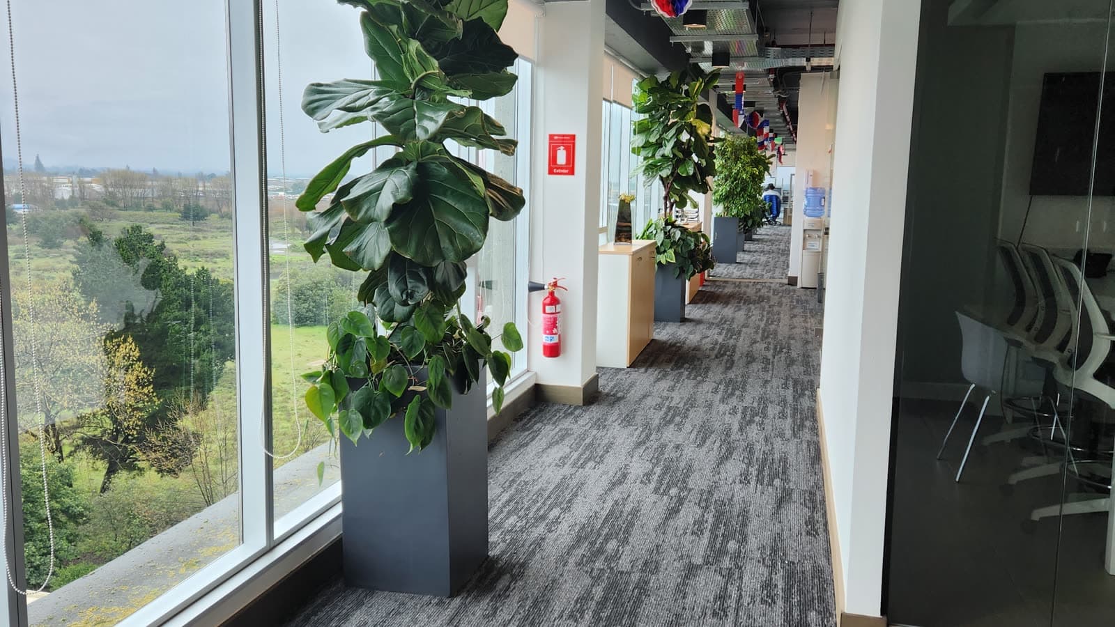 Pasillo de oficina con ficus lyrata en macetero junto a los ventanales