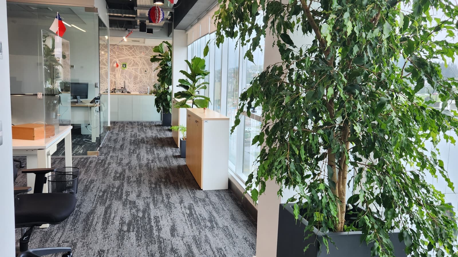 Oficina abierta con ficus de gran porte entre los puestos de trabajo